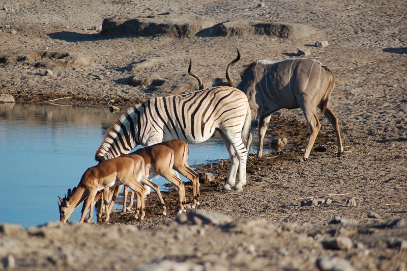 some wildlife from Lake Chad