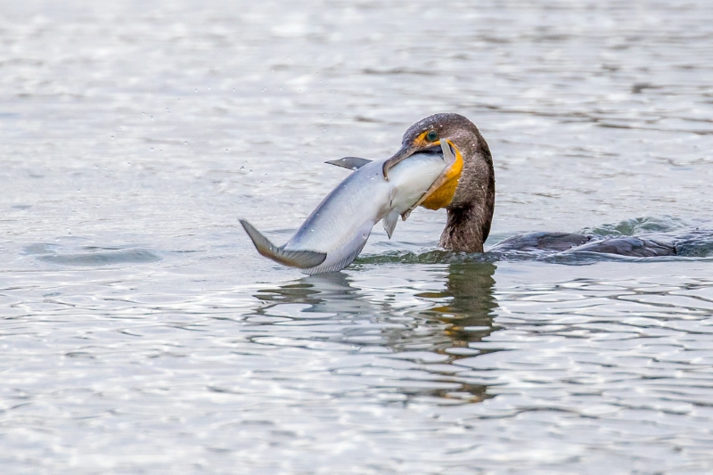 birds biodiversity from Lake Chad