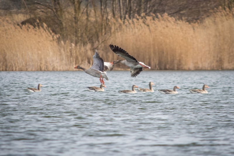 birds biodiversity from Lake Chad