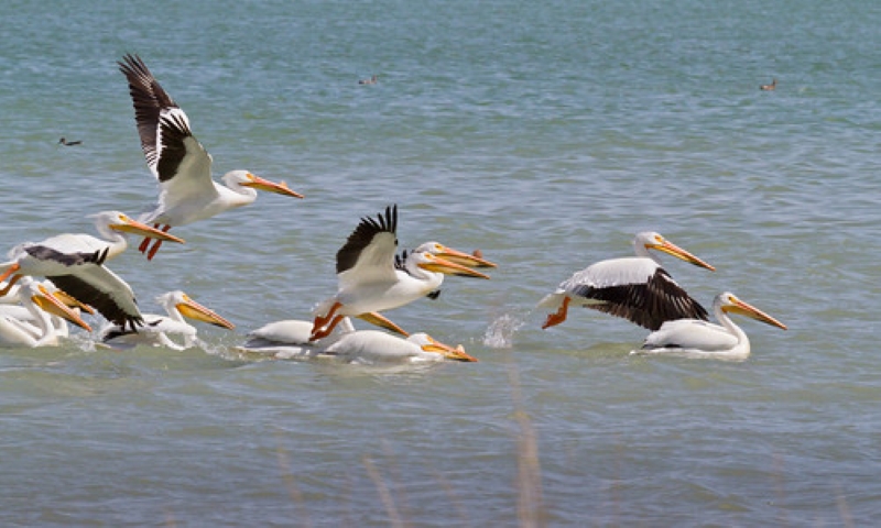 migrating birds from Lake Chad