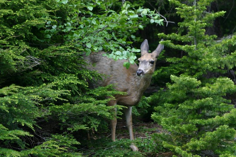 deer from Lake Chad