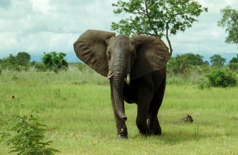 elephant from Lake Chad