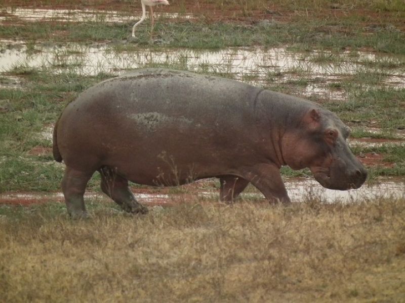 Rhino from Lake Chad