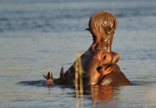 hippo from Lake Chad